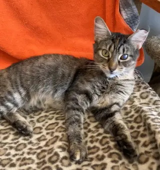 Delores