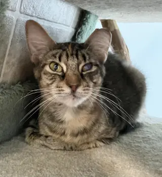 Delores