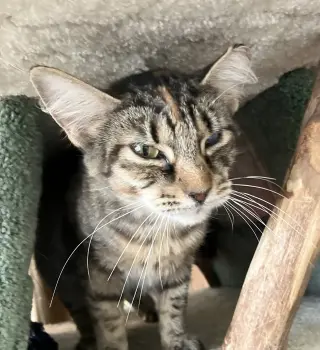 Delores