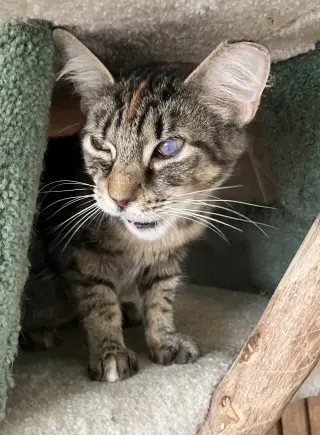 Delores