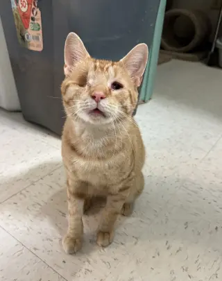 Wilder