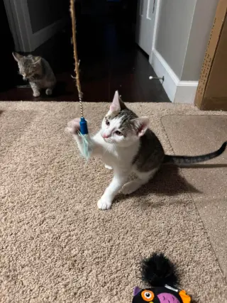 Bucket