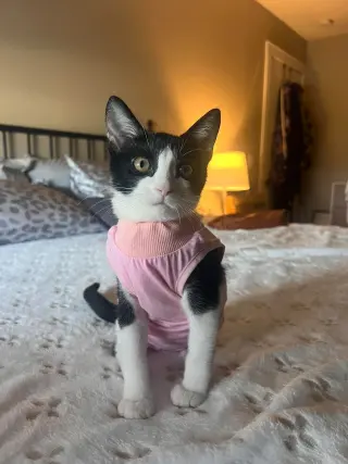 Pedal