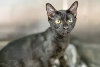 Axel