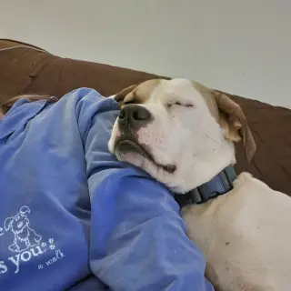 Buster - ADOPTED!