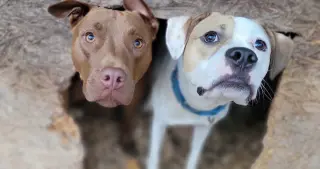 Buster - ADOPTED!