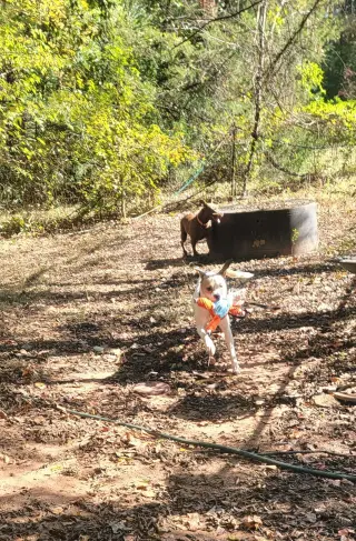 Buster - ADOPTED!