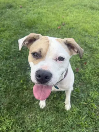 Buster - ADOPTED!
