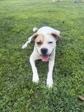 Buster - ADOPTED!