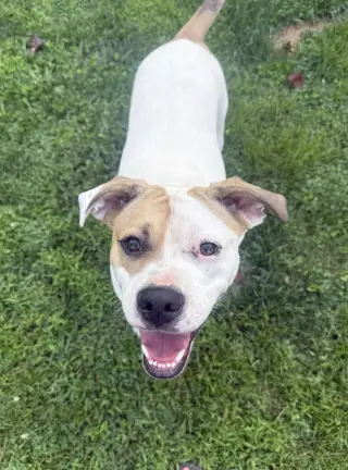 Buster - ADOPTED!