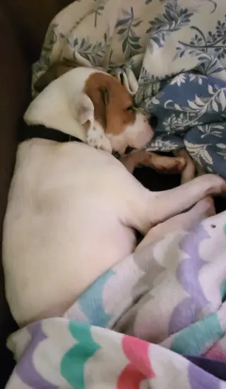 Buster - ADOPTED!
