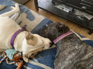 Buster - ADOPTED!