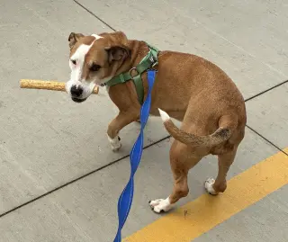 Molly