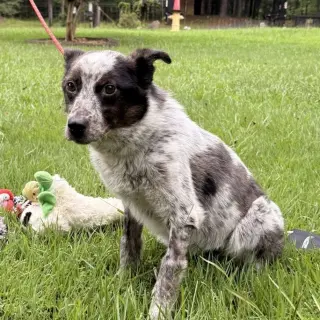 PEPPER