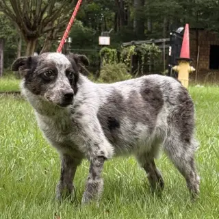 PEPPER