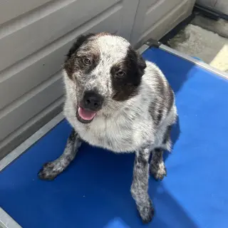 PEPPER