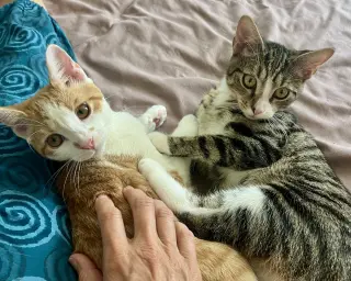 Chutney w/Marmalade: FeLV+ (FCID#07/14/2026-5)