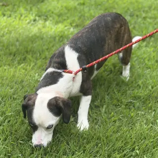 DOT