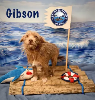 Gibson