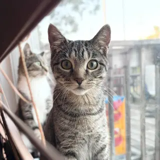 Rio
