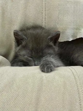 Little Boy Blue