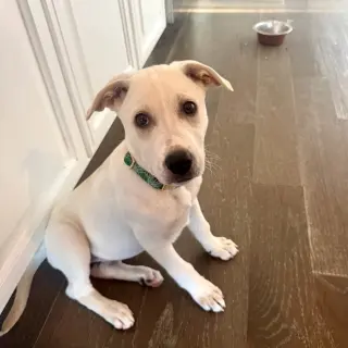 Daisy