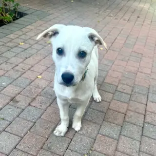 Daisy