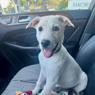 Daisy