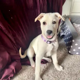 Daisy