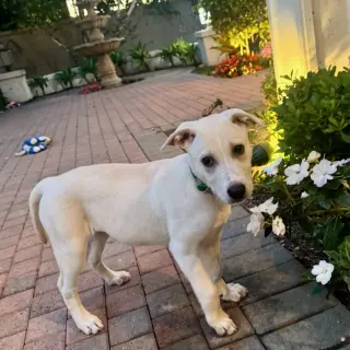 Daisy