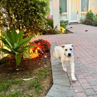 Daisy