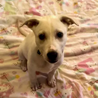 Daisy