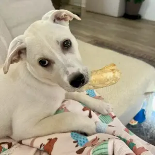 Daisy