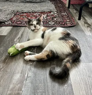 Kanga