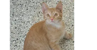 Ron