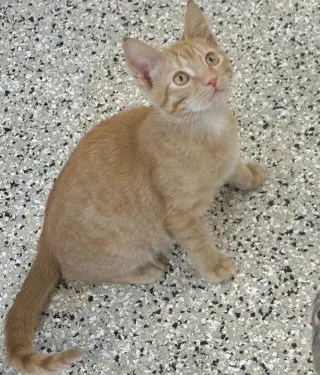 Ron