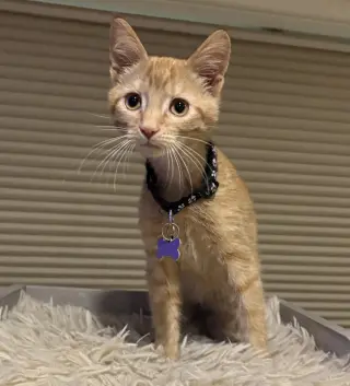 Ron