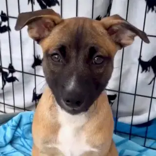 Jack