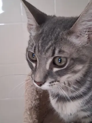 Gus
