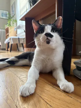 Bigote