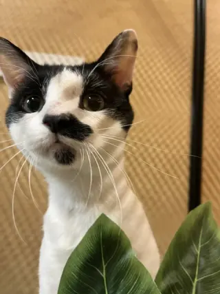 Bigote