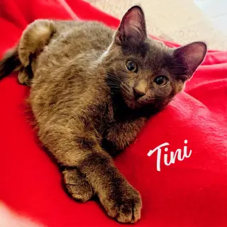 Tini #sister-of-Dumpling