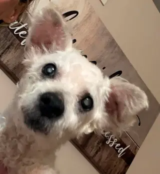 Atticus