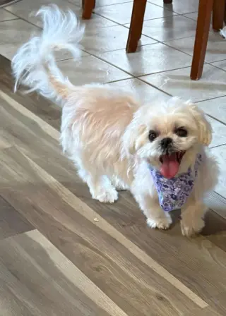 Maggie