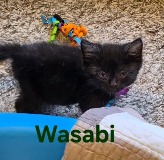 Wasabi