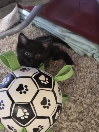 Wasabi