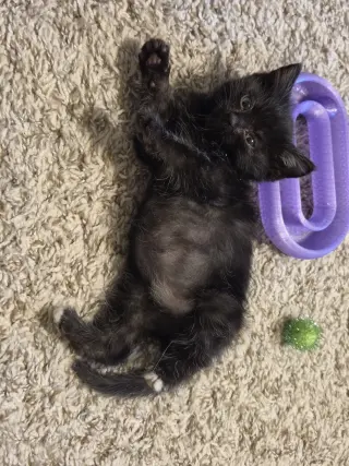 Wasabi