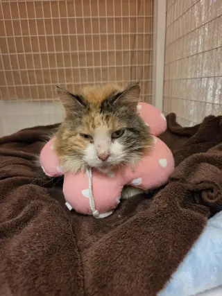 Nora (Medical Hold)