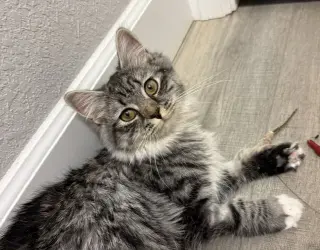 Mabel (Cat Cafe in Longmont)