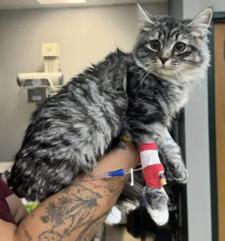 Mabel (Cat Cafe in Longmont)